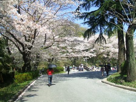 こどもの国の桜・花見5