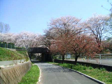 こどもの国の桜・花見6