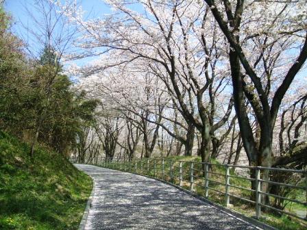 こどもの国の桜・花見7