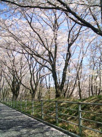 こどもの国の桜・花見8