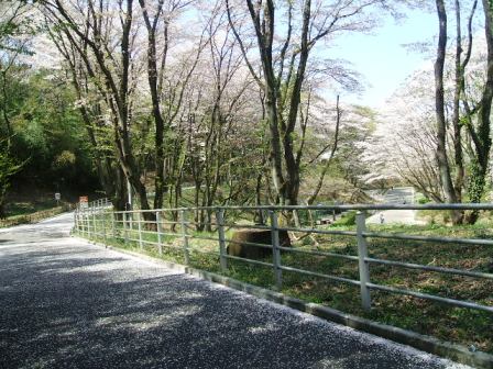 こどもの国の桜・花見10