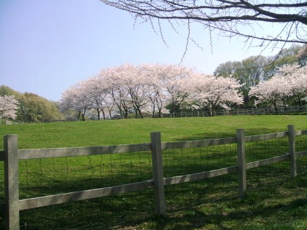 こどもの国の桜・花見16