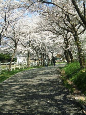 こどもの国の桜・花見17