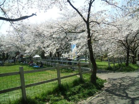 こどもの国の桜・花見18