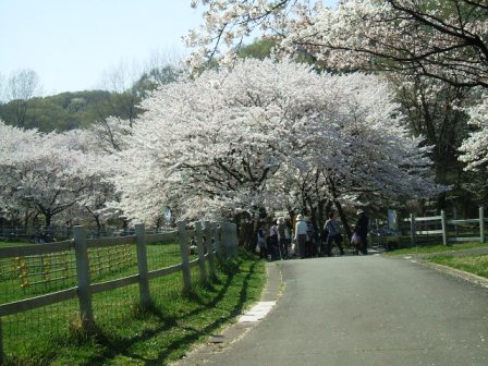 こどもの国の桜・花見19
