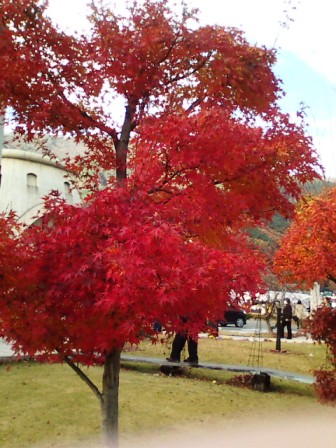 河口湖の紅葉3