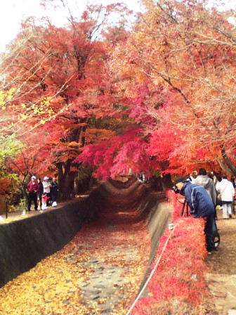 河口湖の紅葉4