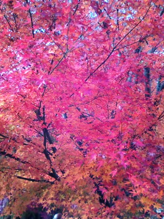 河口湖の紅葉5