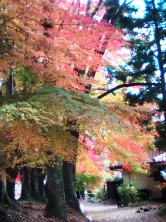 河口湖の紅葉6