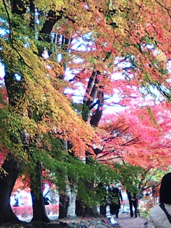 河口湖の紅葉7
