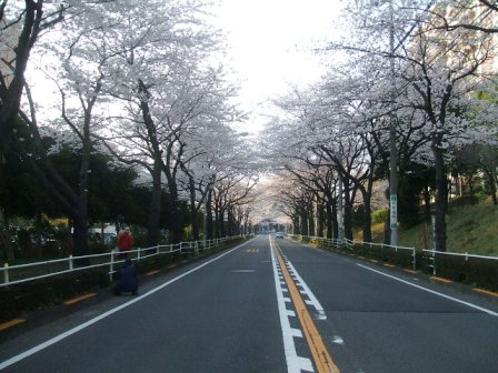 旭区若葉台の桜〜1