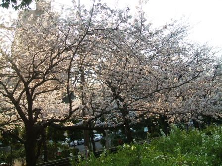 旭区若葉台の桜〜2