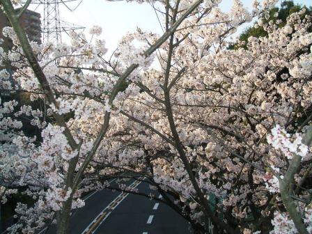 旭区若葉台の桜〜3