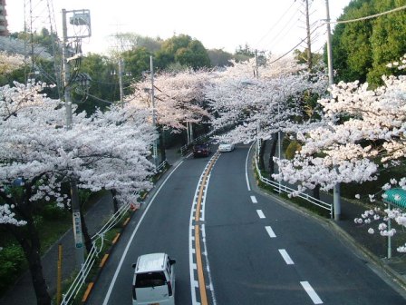 旭区若葉台の桜〜4