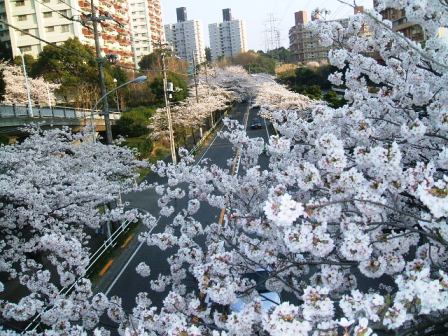 旭区若葉台の桜〜5