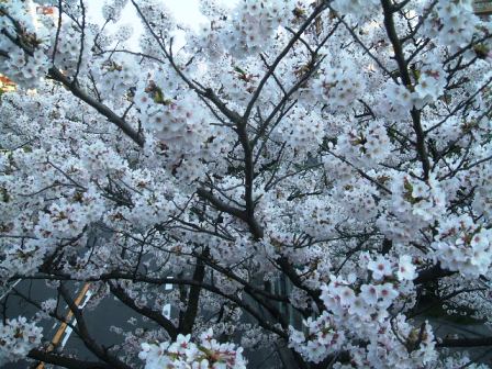 旭区若葉台の桜〜6