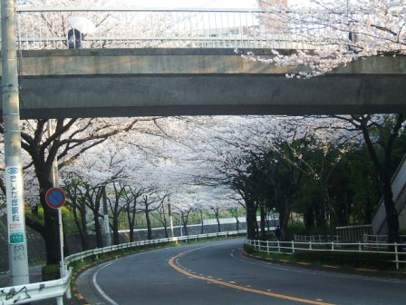 旭区若葉台の桜〜7