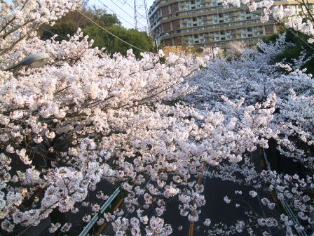 旭区若葉台の桜〜8