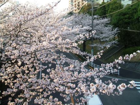旭区若葉台の桜〜9