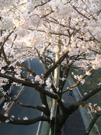 旭区若葉台の桜〜10
