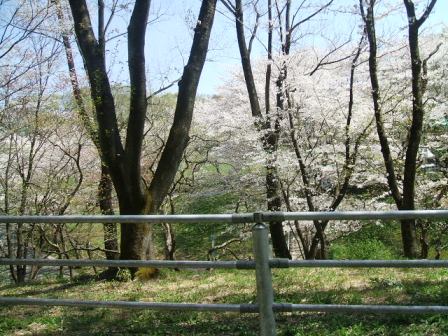 こどもの国の桜・花見9