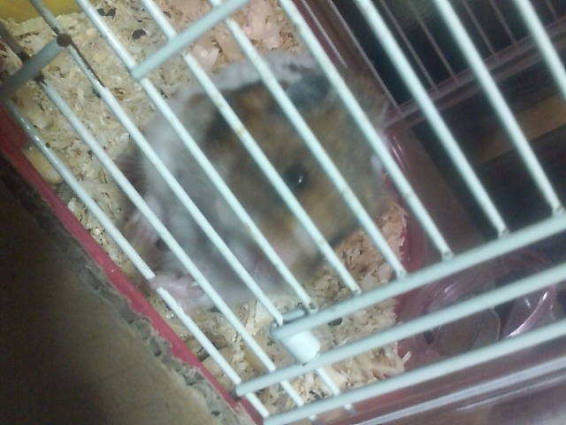 09年01月の記事 情緒的レジスタンス