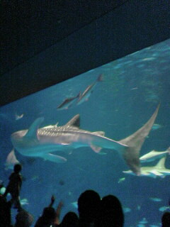 20060827_74984.jpg