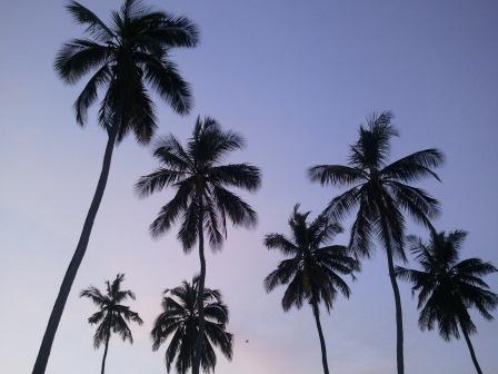 mombasa tree