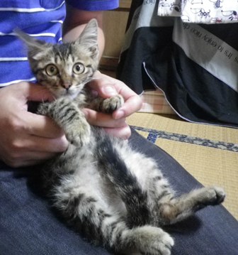neko2.JPG