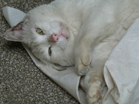 P1000050-1.JPG