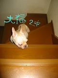大福