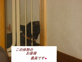 ブーブーブー・・・