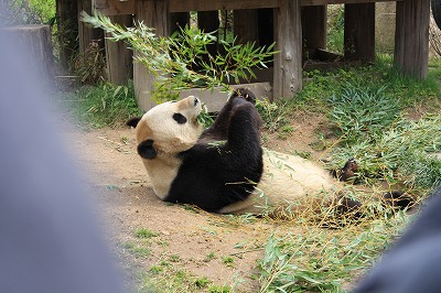 パンダの腹筋