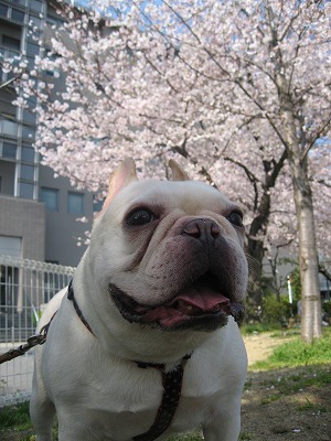 桜は満開♪