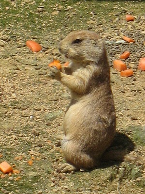 かわいい♪