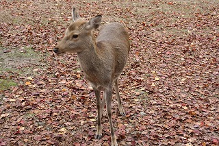 しかさんと落ち葉