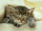ひるねねこ