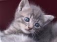 めんどくさいねこ