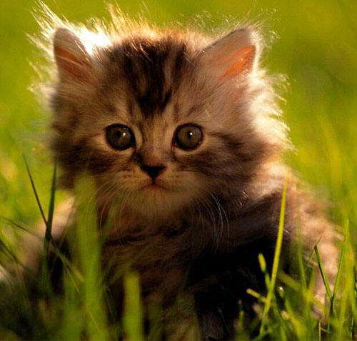 こねこねこ