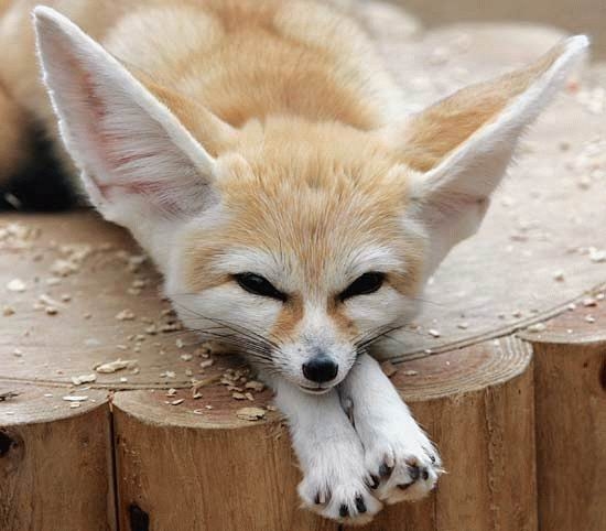 ふぇ