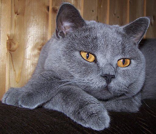 はいいろねこ