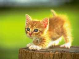 あかいねこ