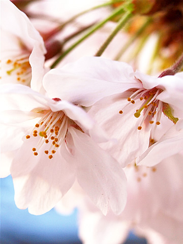 sakura