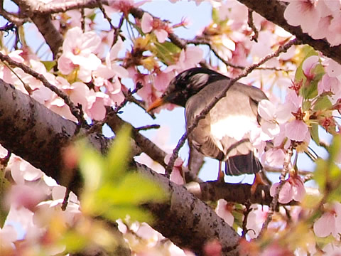 SAKURA