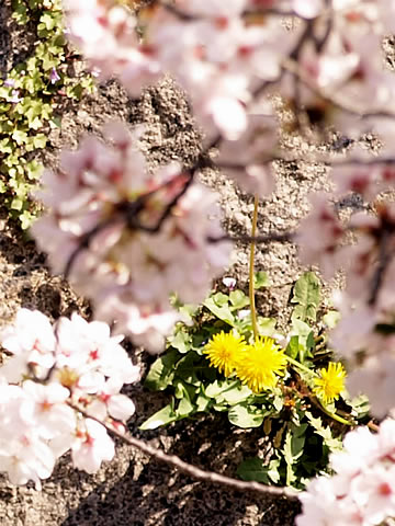 SAKURA