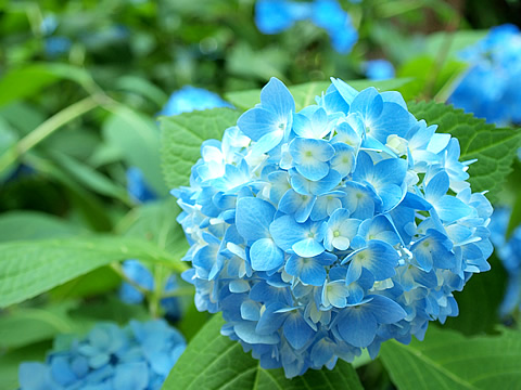 紫陽花