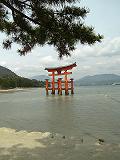 torii