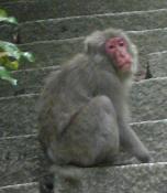 大日堂への階段を上る猿
