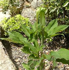 まむし草