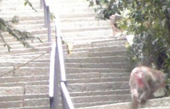 猿の親子(階段の上に子猿)
